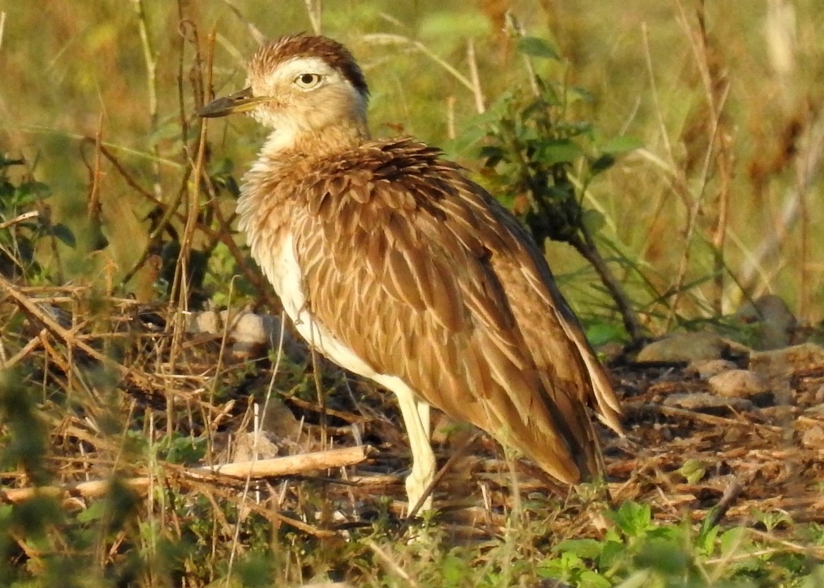 Double-striped Thick-knee - ML129986841