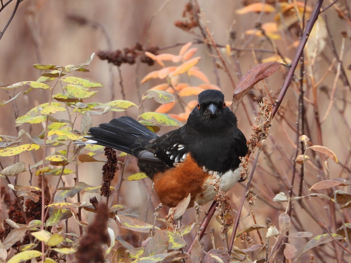 Spotted Towhee - ML129987031
