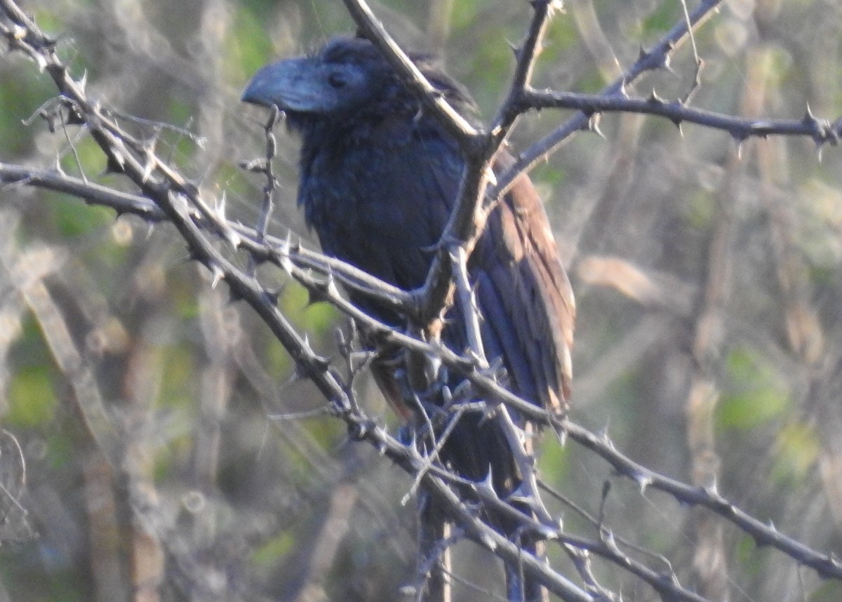 Groove-billed Ani - Andy Frank