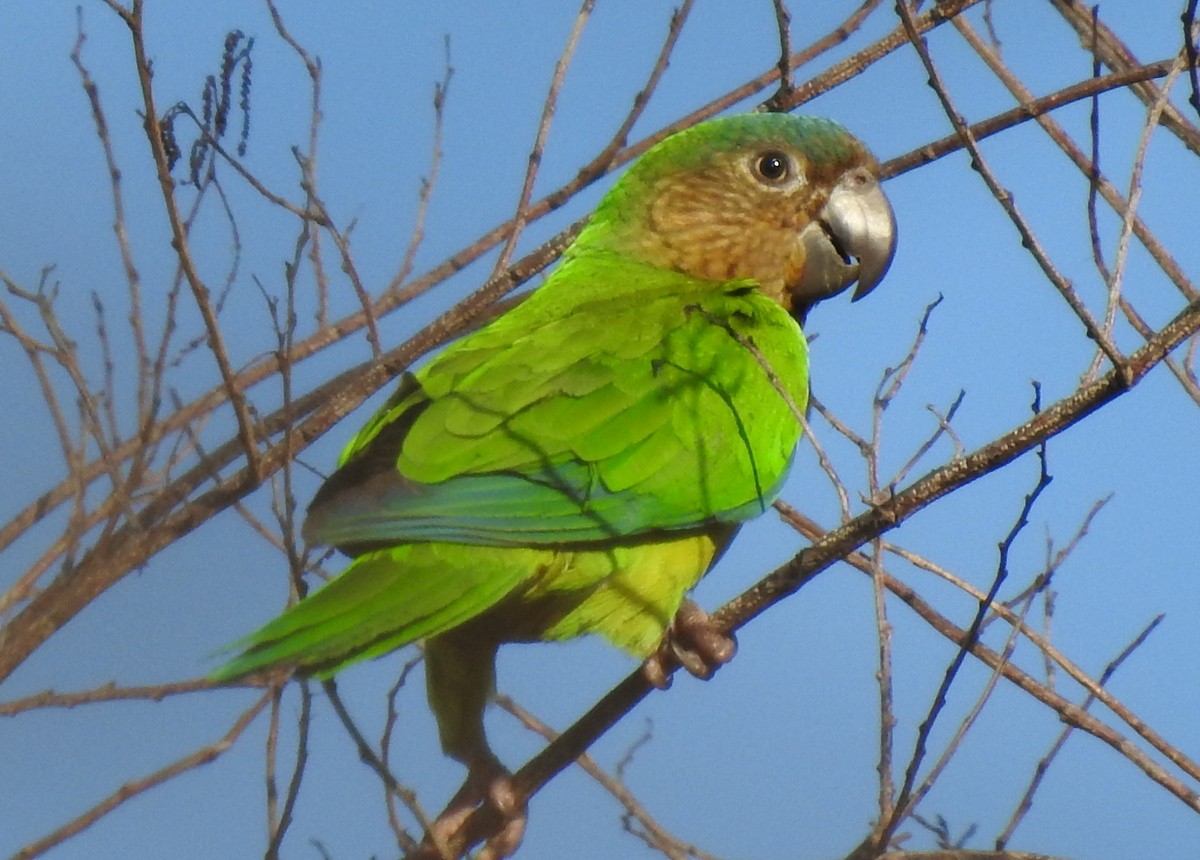 Brown-throated Parakeet (Brown-throated) - Andy Frank