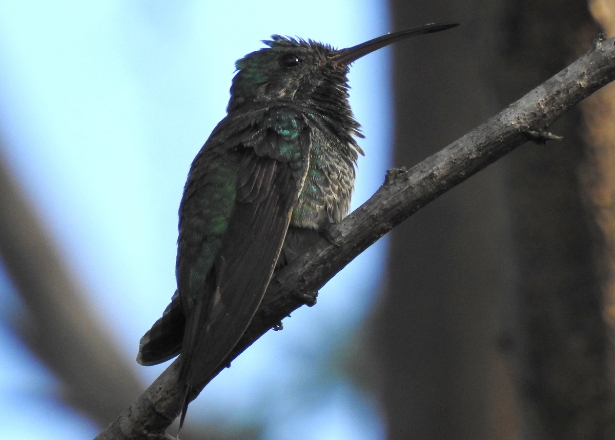 Shining-green Hummingbird - Andy Frank