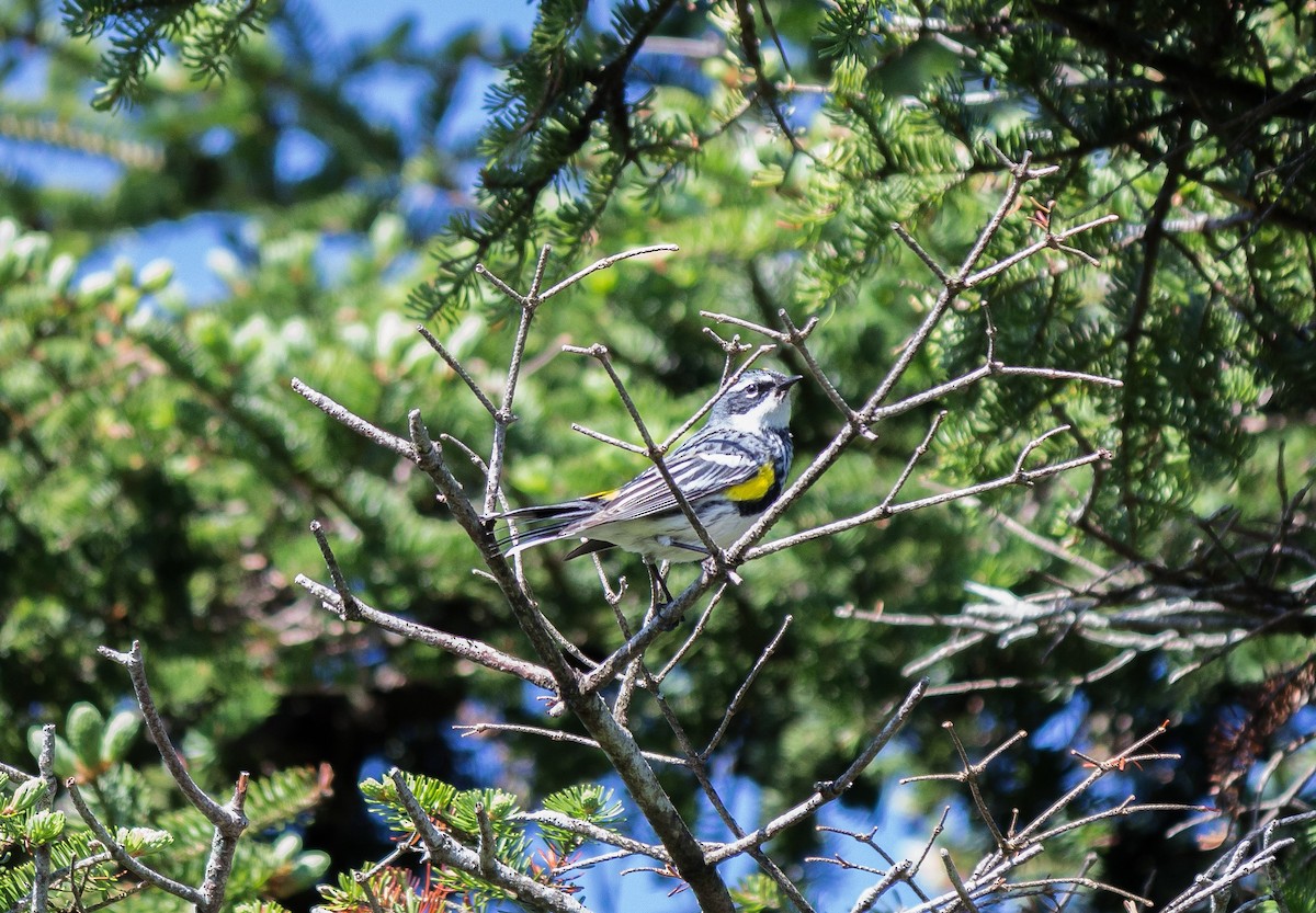 Yellow-rumped Warbler (Myrtle) - Eric Zawatski