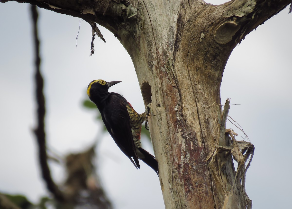Yellow-tufted Woodpecker - Arthur Gomes