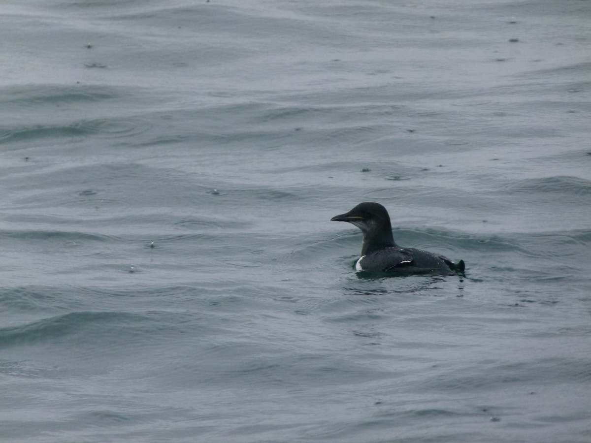 Thick-billed Murre - ML129989141