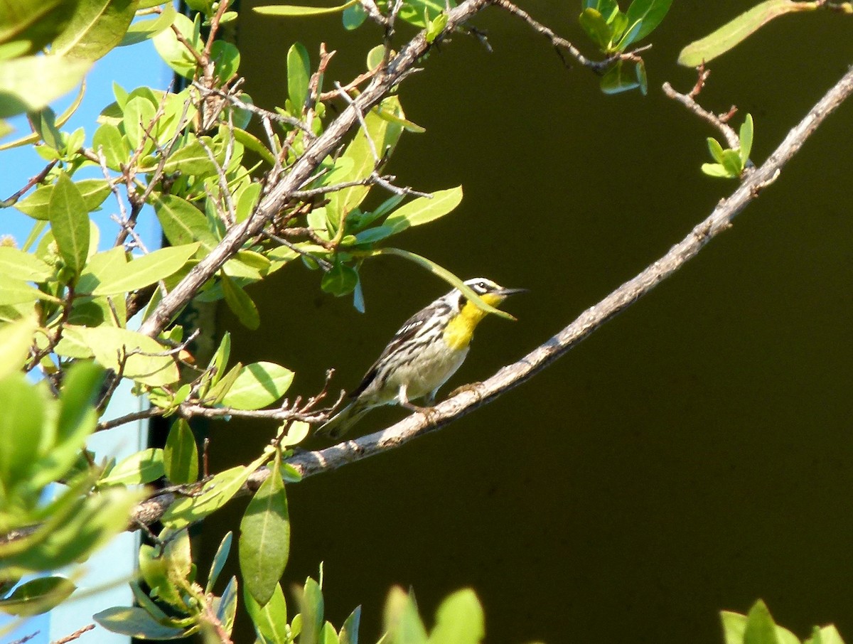 Yellow-throated Warbler (dominica/stoddardi) - Frank Marenghi