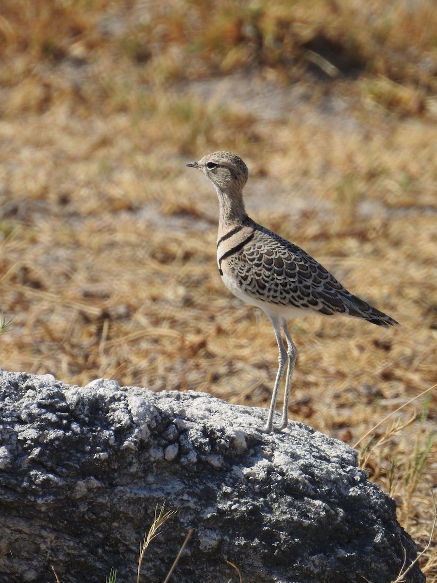 Double-banded Courser - ML129993371