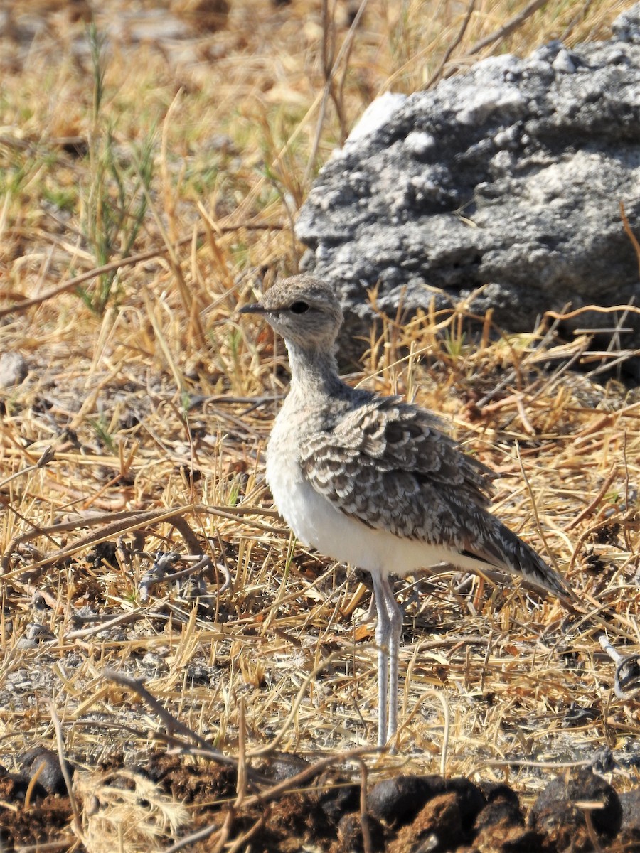 Double-banded Courser - ML129993411