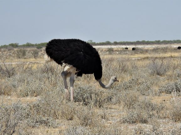 Common Ostrich - ML129994381