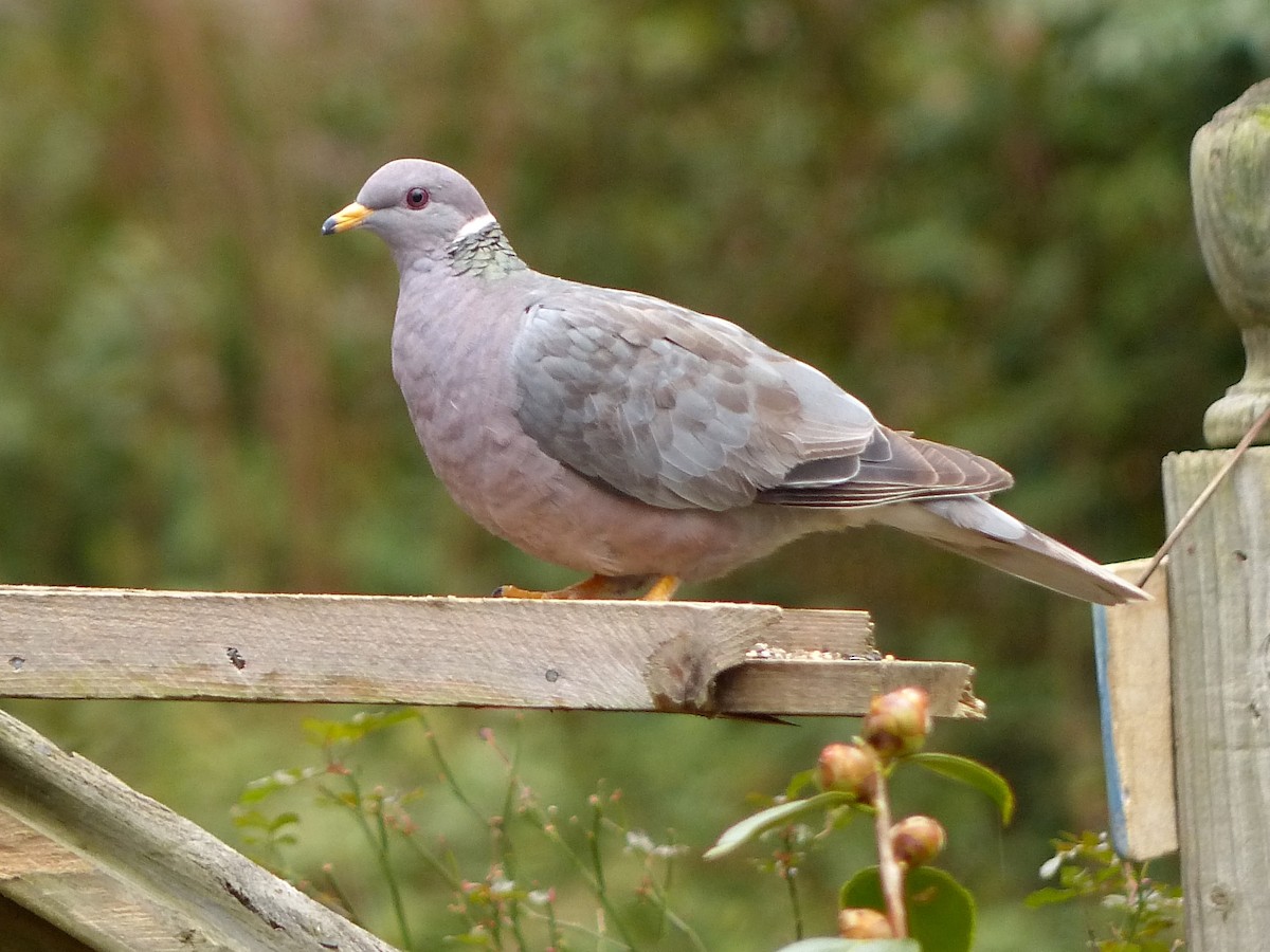 Band-tailed Pigeon - Frank Marenghi