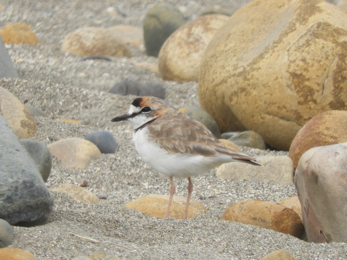 Collared Plover - Cliff Cordy