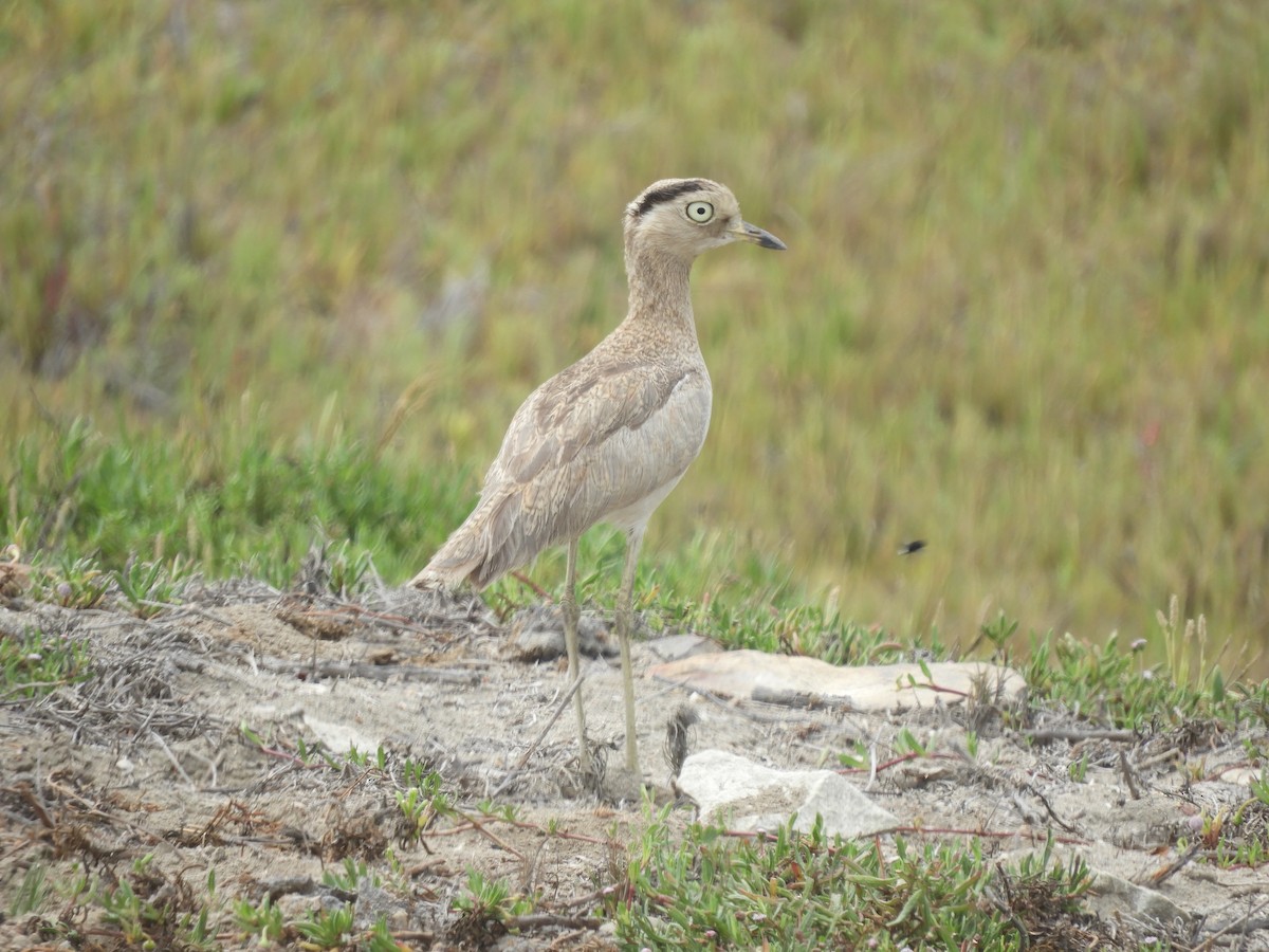 Peruvian Thick-knee - Cliff Cordy