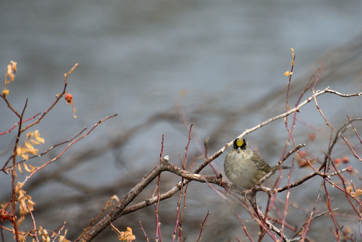 Golden-crowned Sparrow - ML129997691