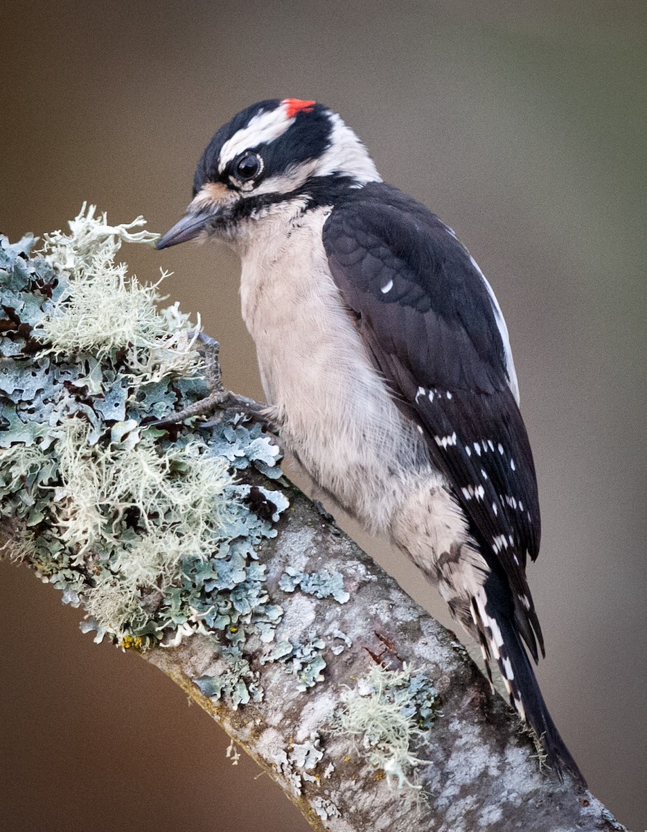 Downy Woodpecker - Cliff Peterson