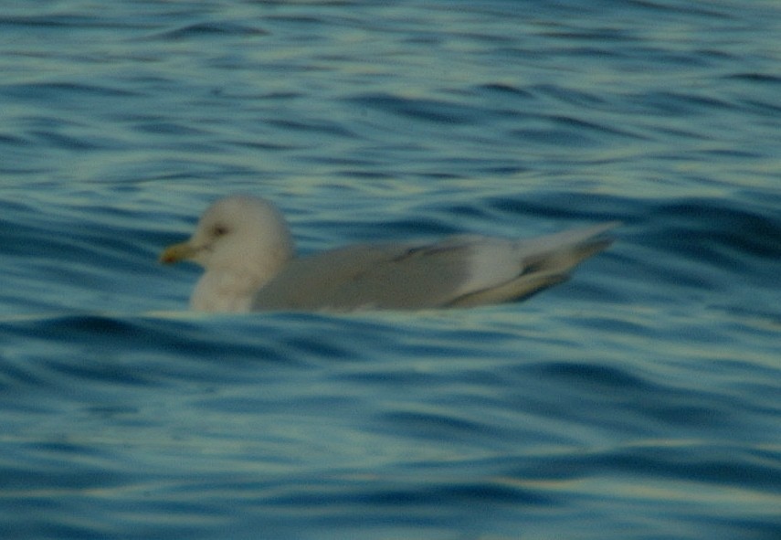 Iceland Gull (kumlieni/glaucoides) - ML129998941