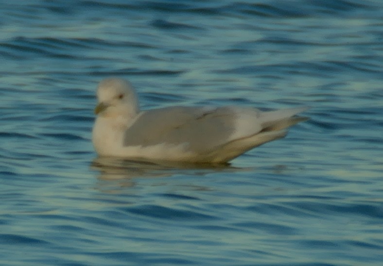 Iceland Gull (kumlieni/glaucoides) - ML129999061
