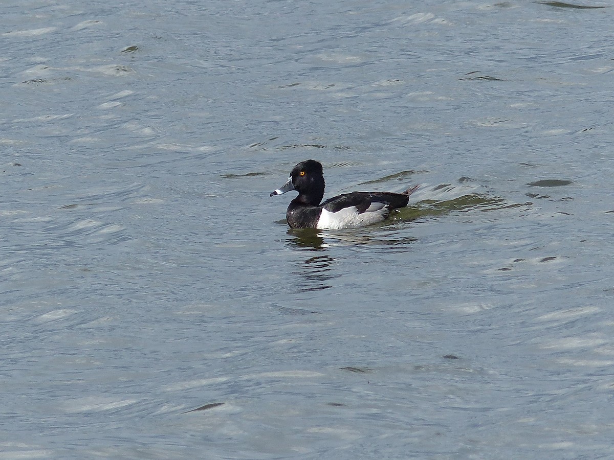 Ring-necked Duck - Frank Marenghi