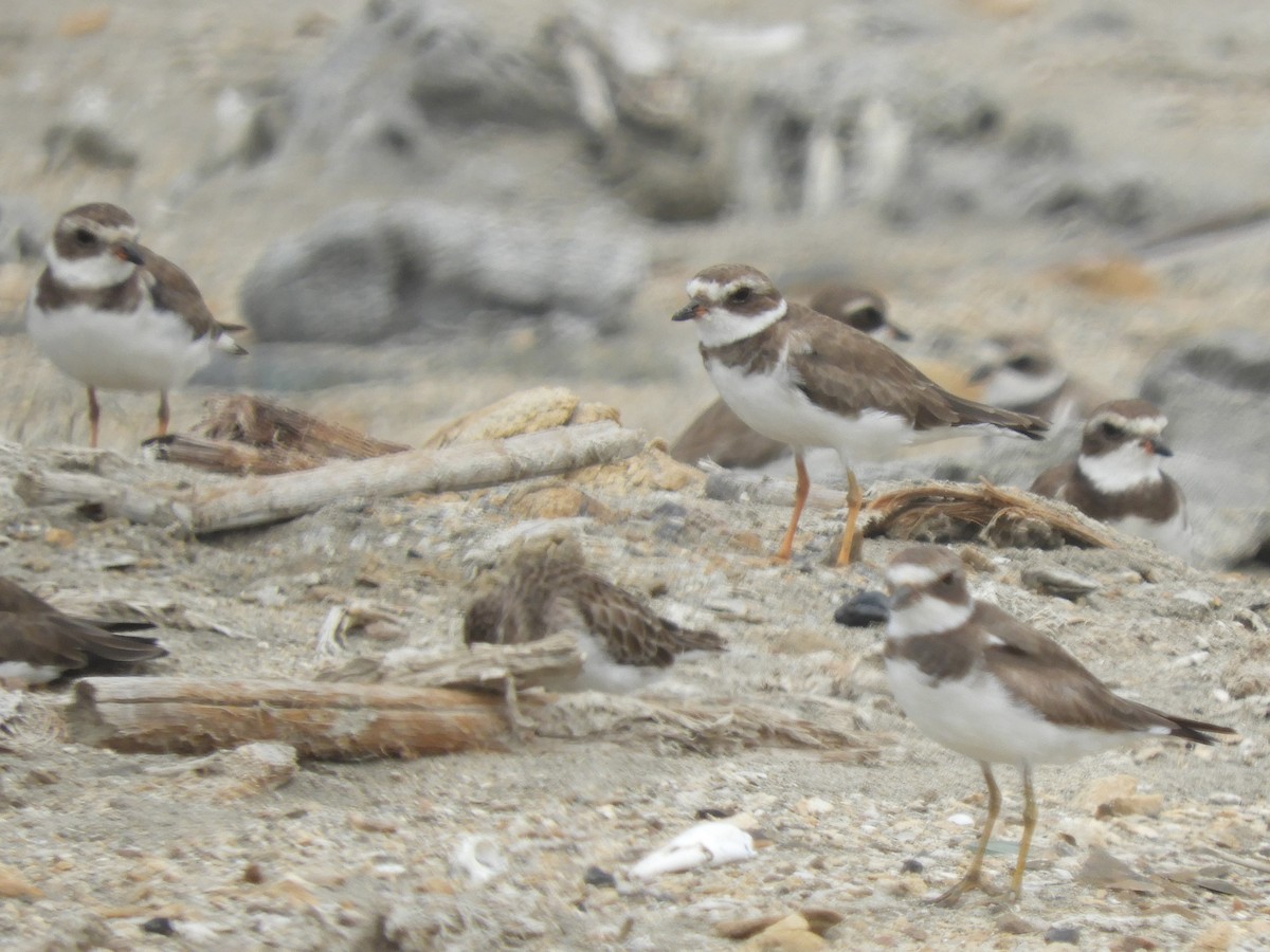 Semipalmated Plover - Cliff Cordy