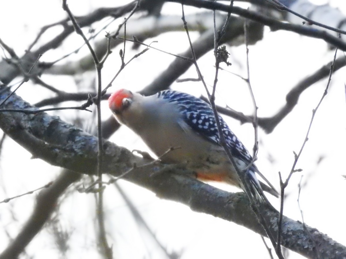 Red-bellied Woodpecker - ML130000911