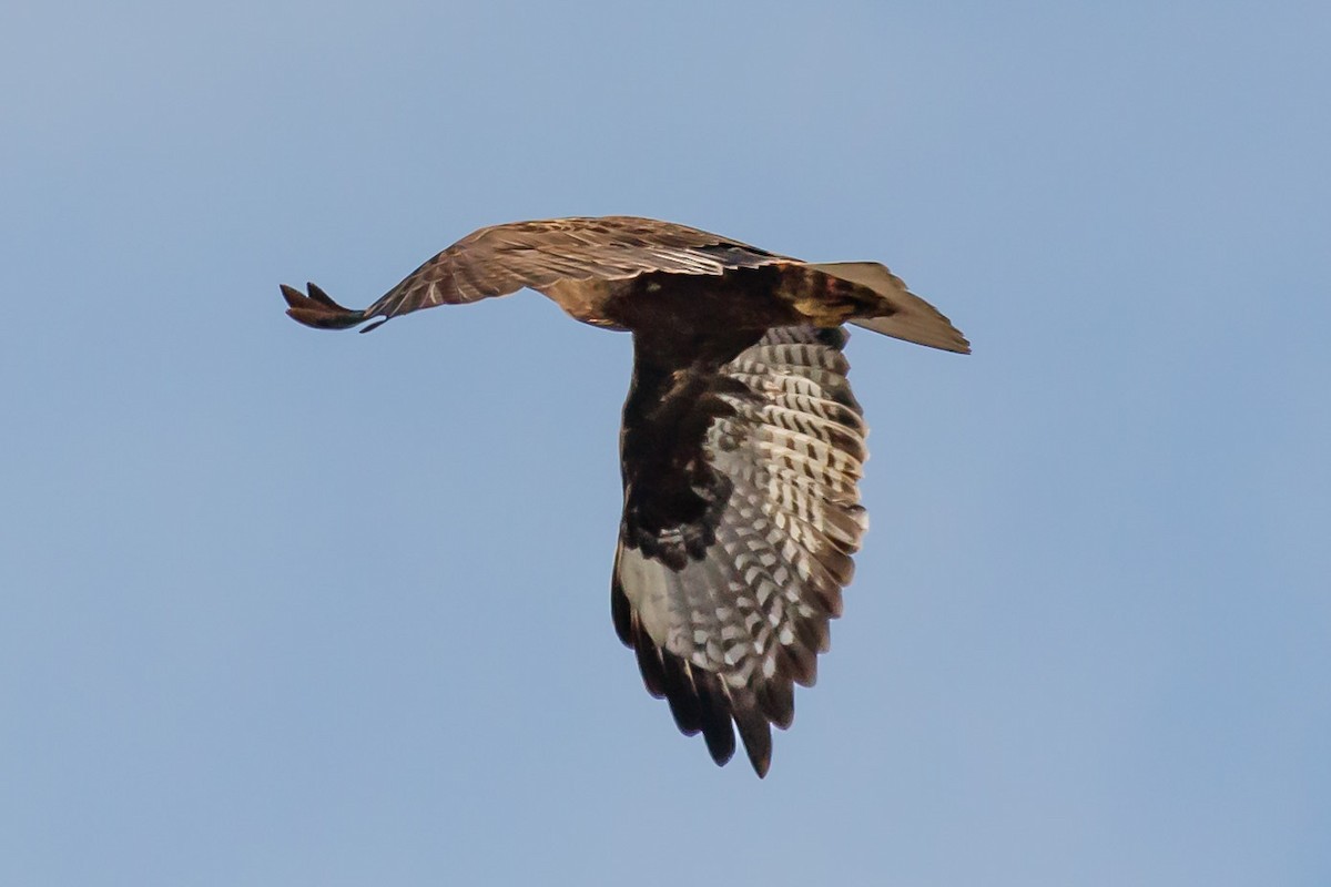 Red-tailed Hawk (Harlan's) - ML130001211