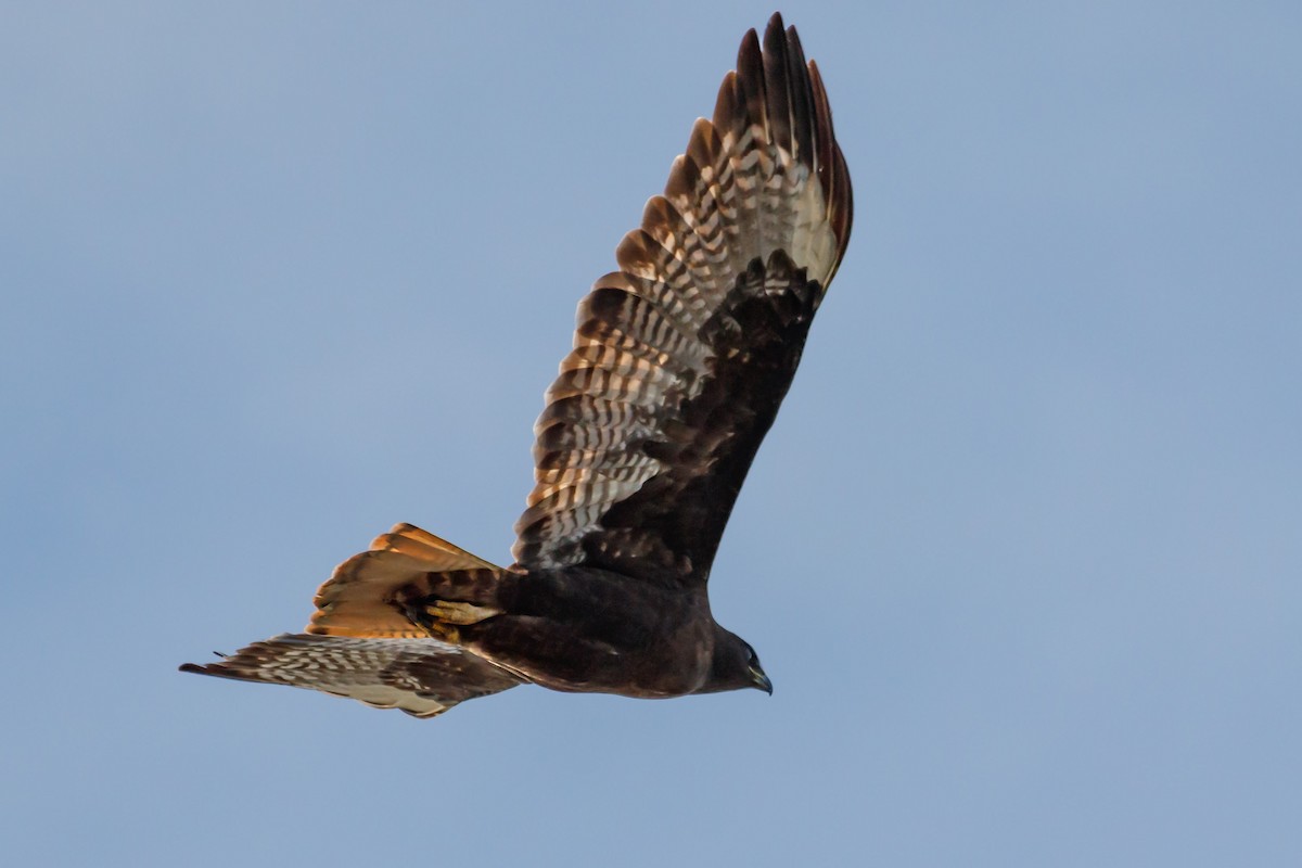 Red-tailed Hawk (Harlan's) - ML130001221