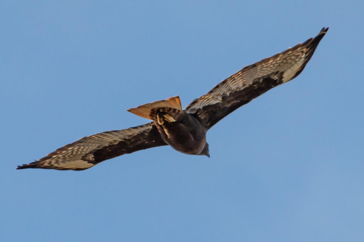 Red-tailed Hawk (Harlan's) - ML130001261