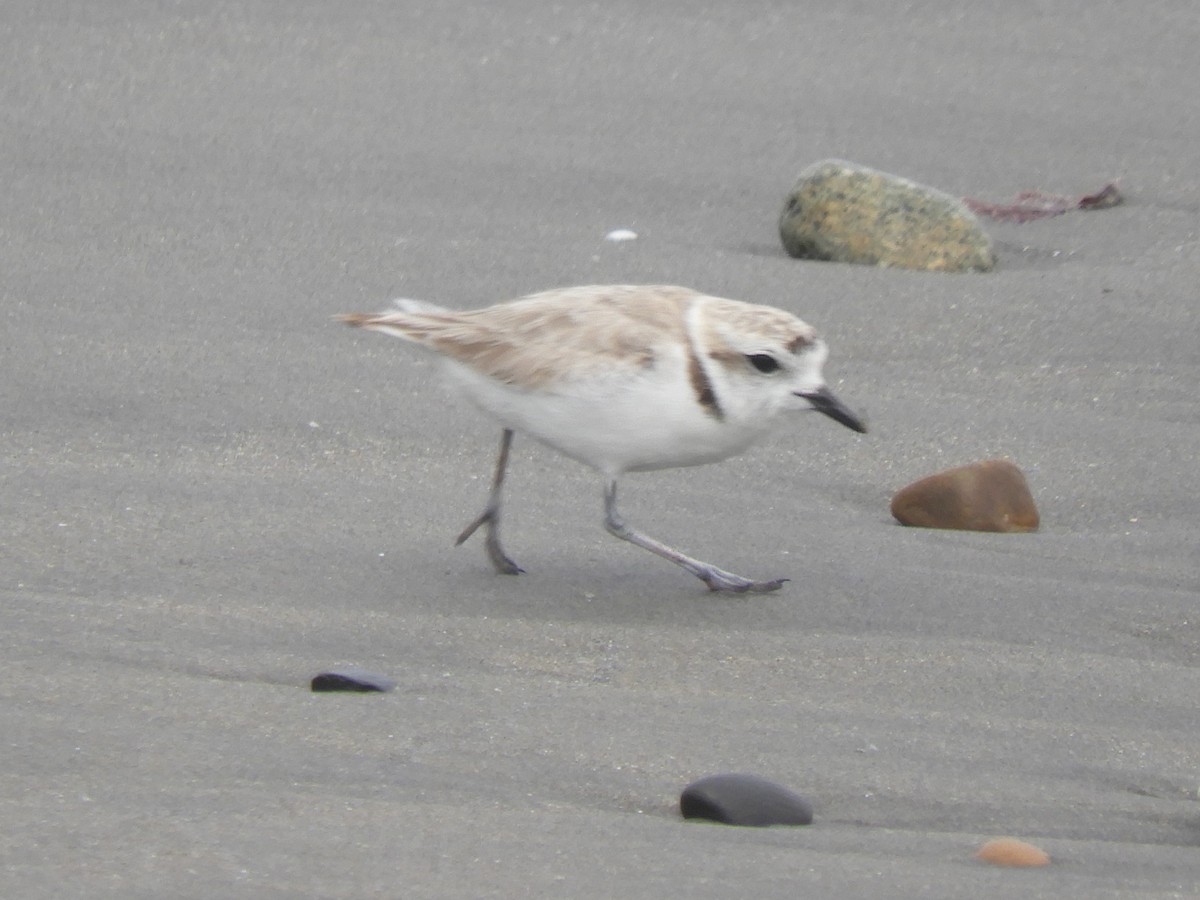 Snowy Plover - Cliff Cordy