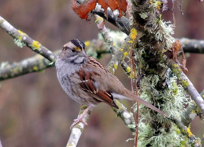 White-throated Sparrow - Terry Anderson