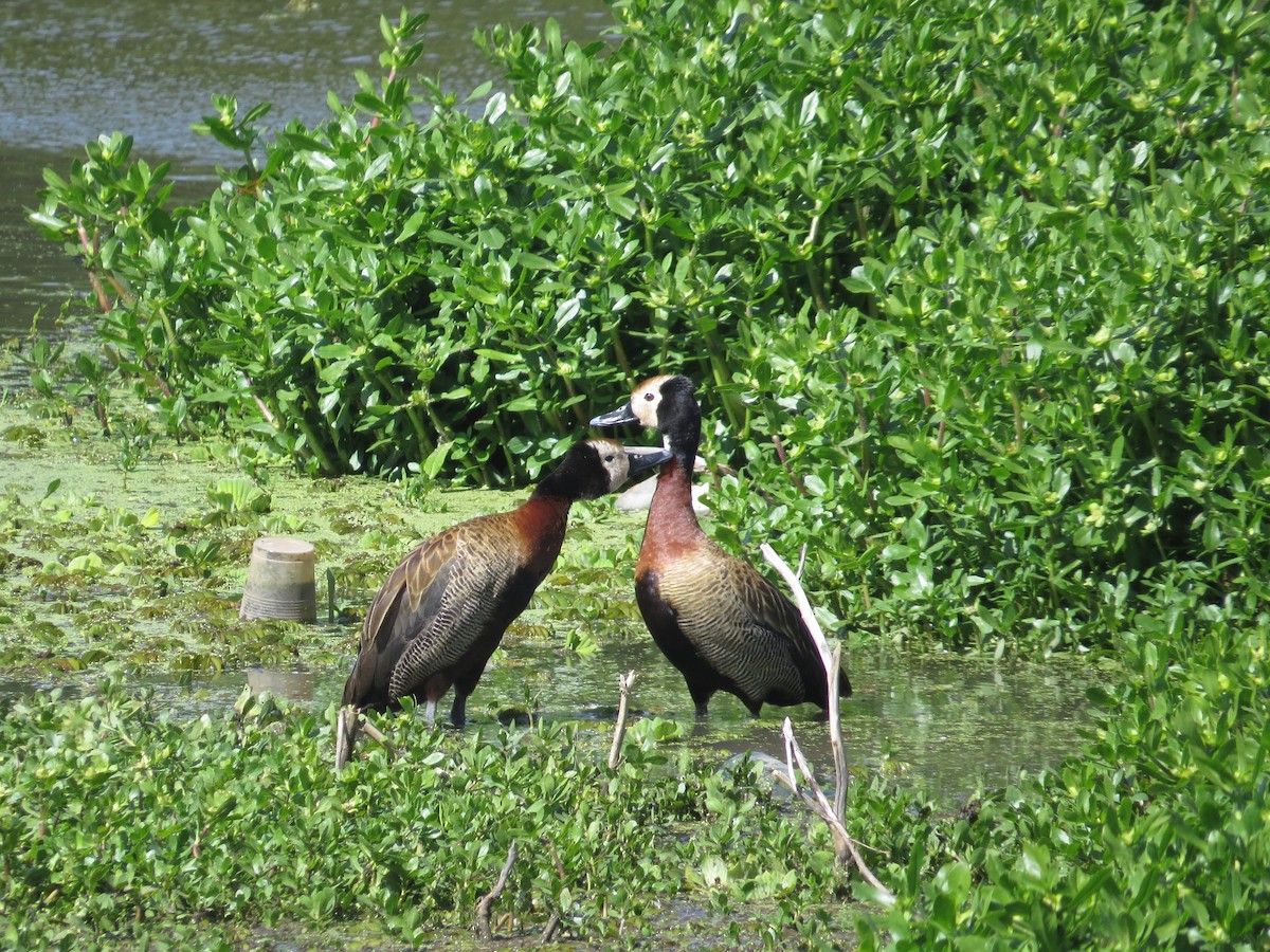 White-faced Whistling-Duck - sheryl mcnair