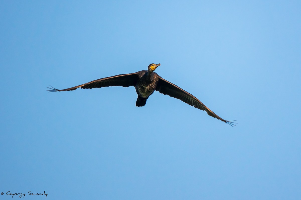 Great Cormorant - Gyorgy Szimuly