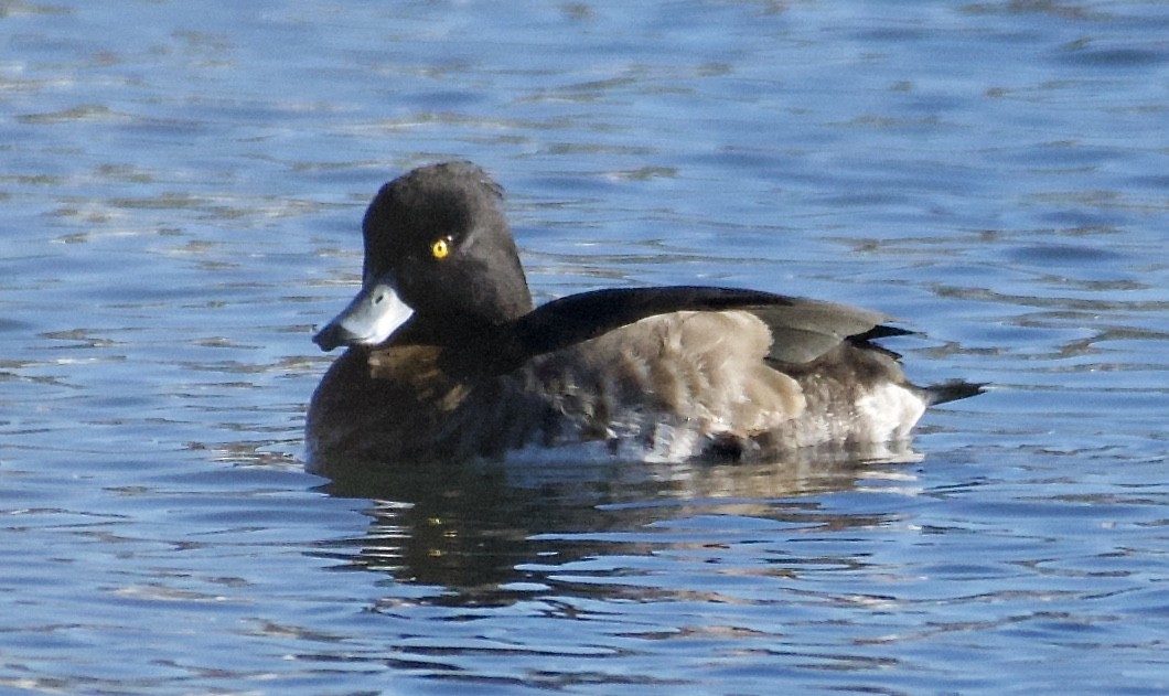 Tufted Duck - ML130007691