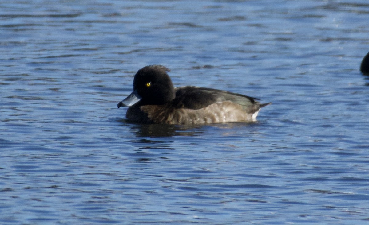 Tufted Duck - ML130007741