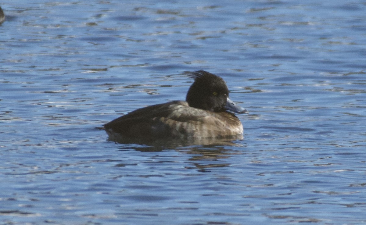 Tufted Duck - ML130007801