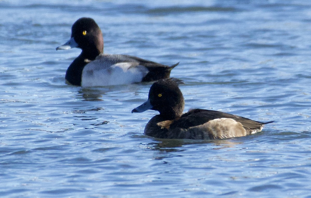 Tufted Duck - ML130007831