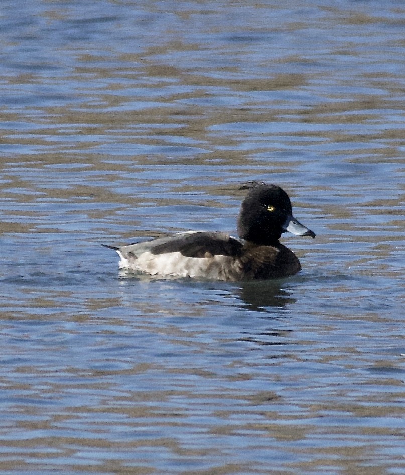Tufted Duck - ML130007861