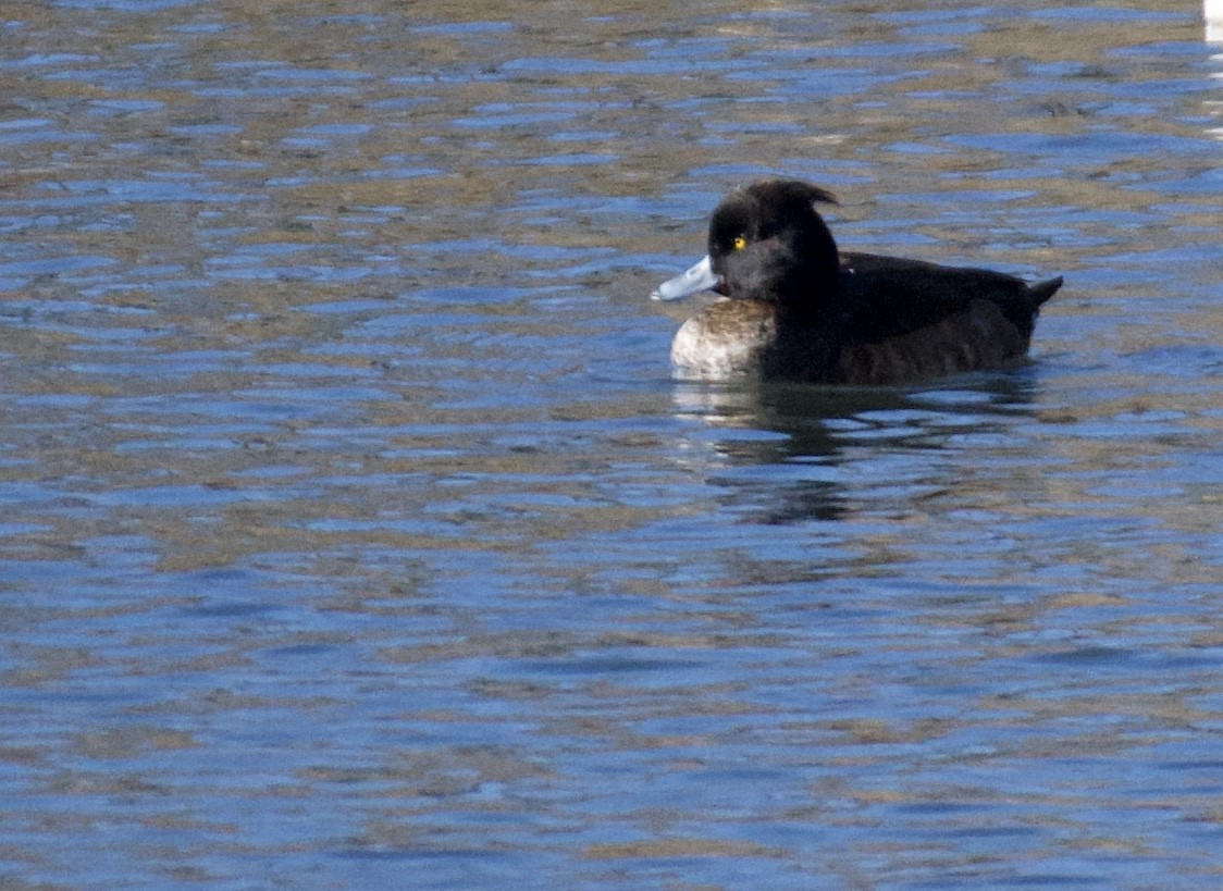 Tufted Duck - ML130007971