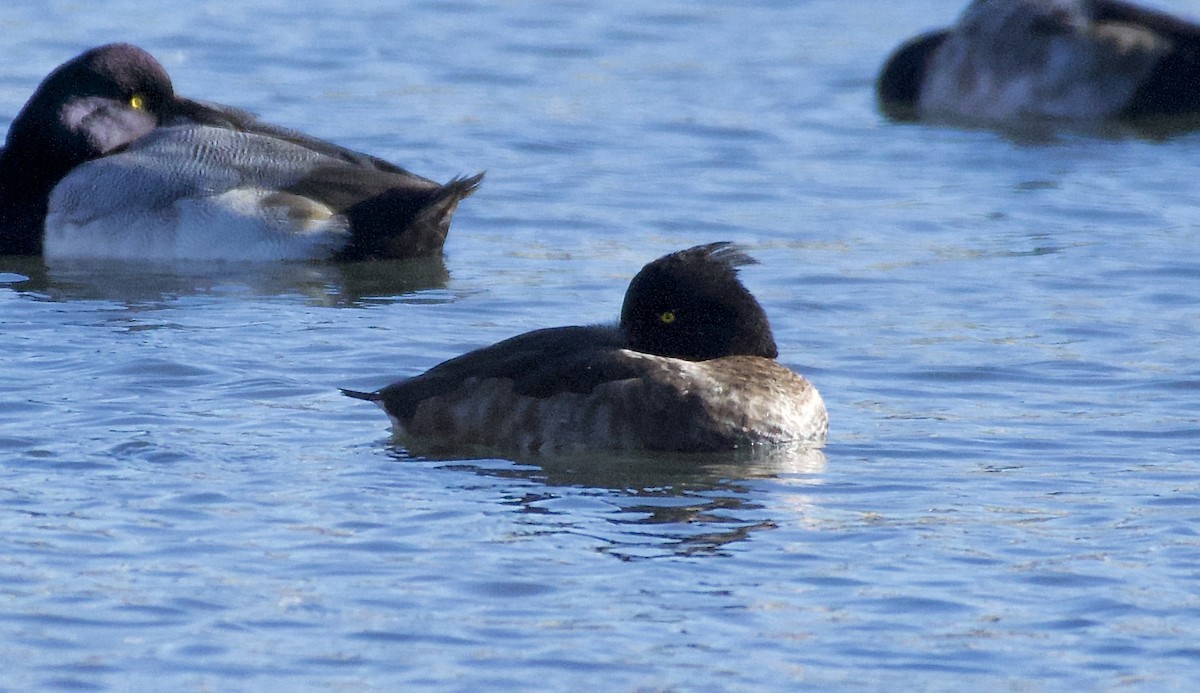 Tufted Duck - ML130008091