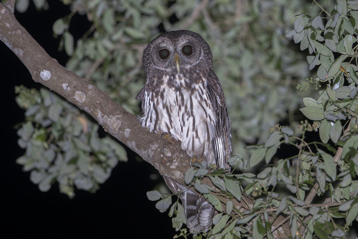 Mottled Owl - ML130010311
