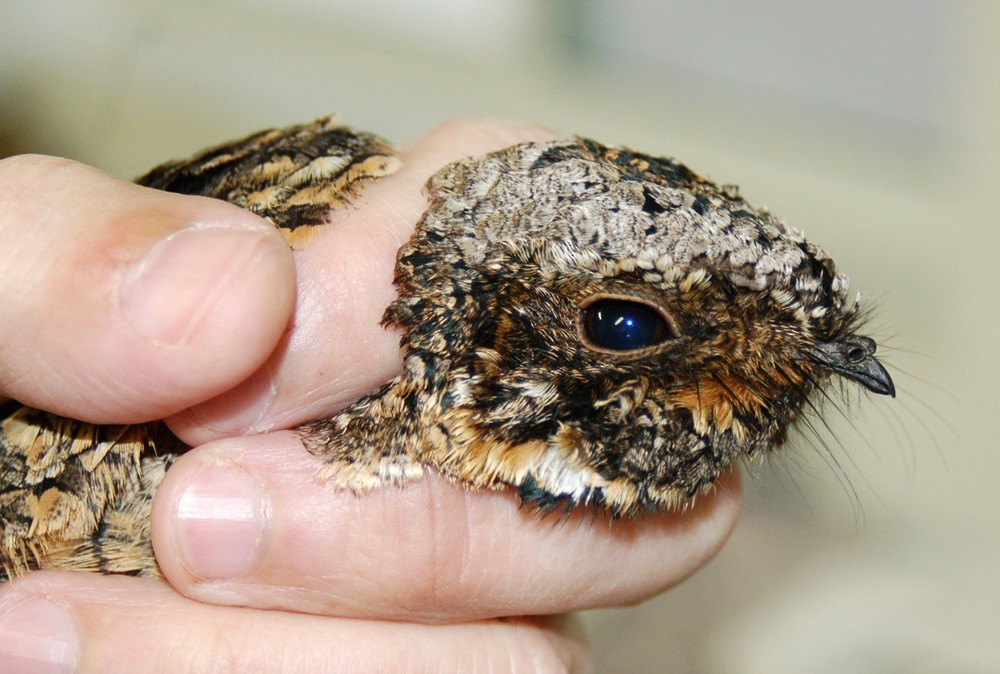 Common Poorwill - J. Micheal Patterson