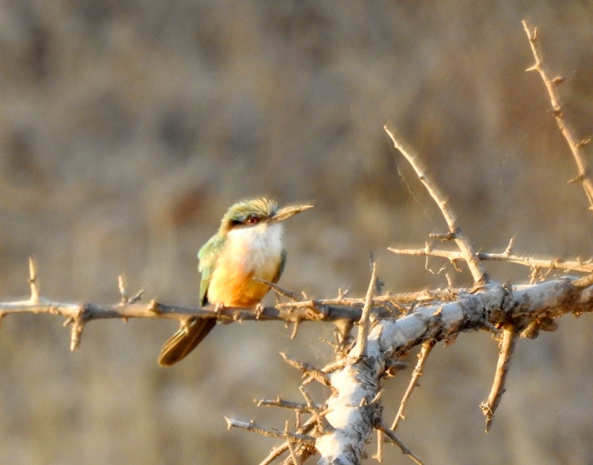 Somali Bee-eater - Nayana Amin