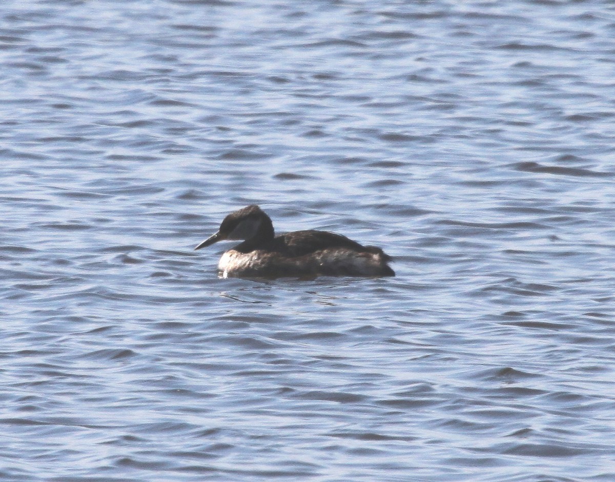Red-necked Grebe - ML130024041