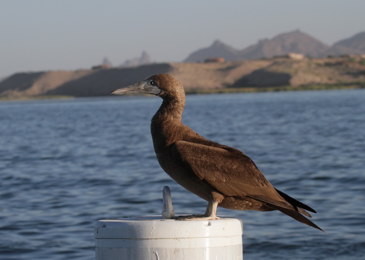 Brown Booby - ML130025781