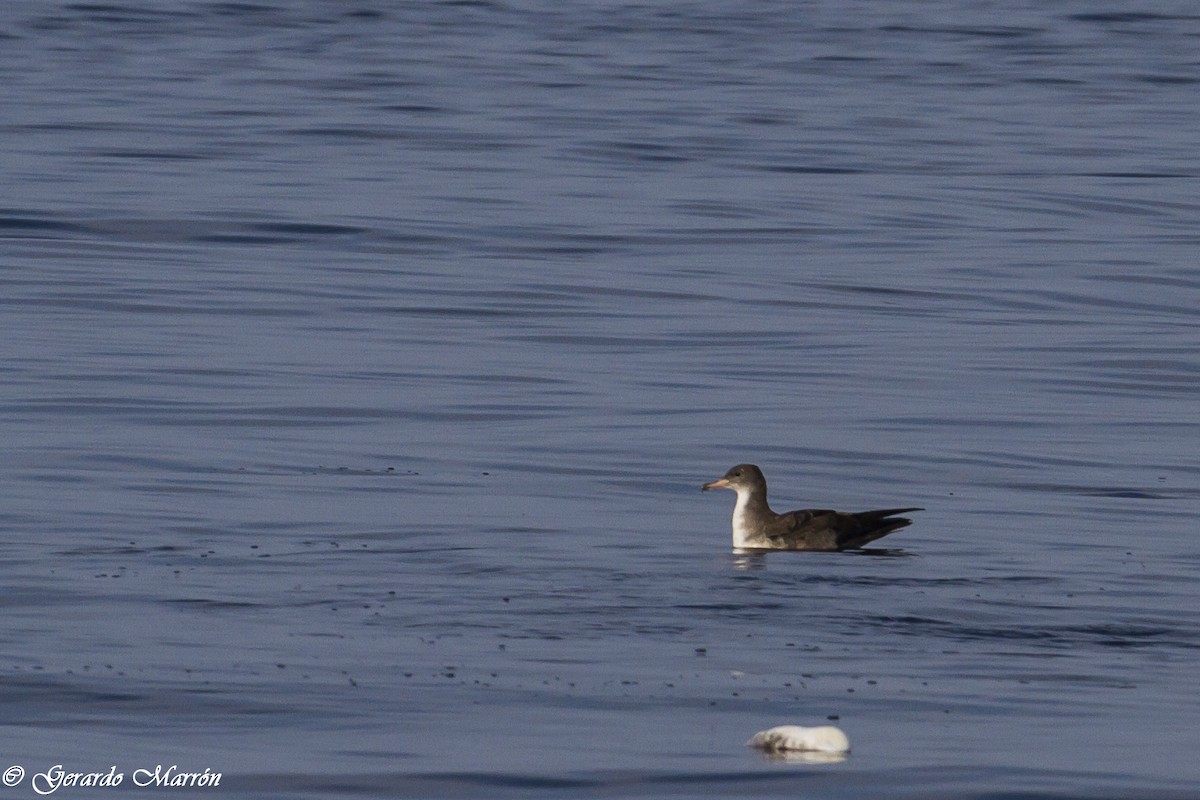 Pink-footed Shearwater - ML130033781