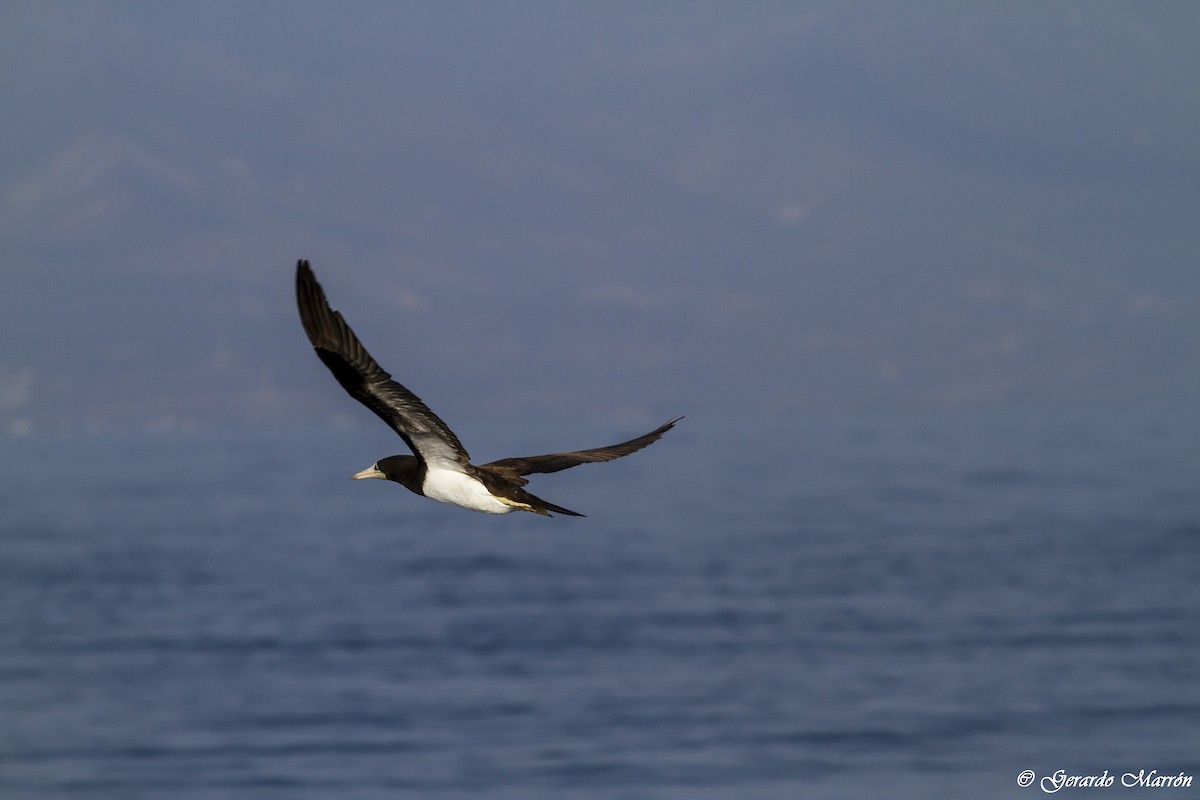 Brown Booby - ML130033831