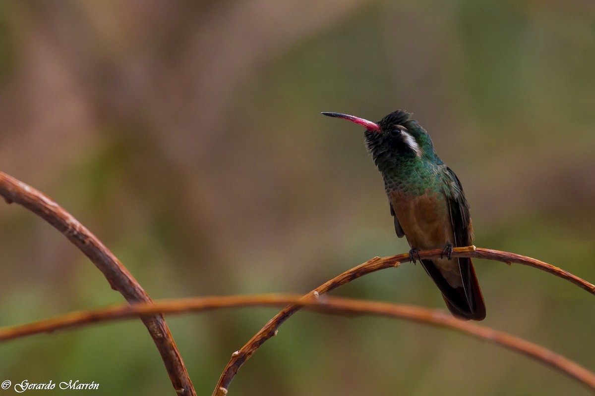 Xantus's Hummingbird - Gerardo Marrón