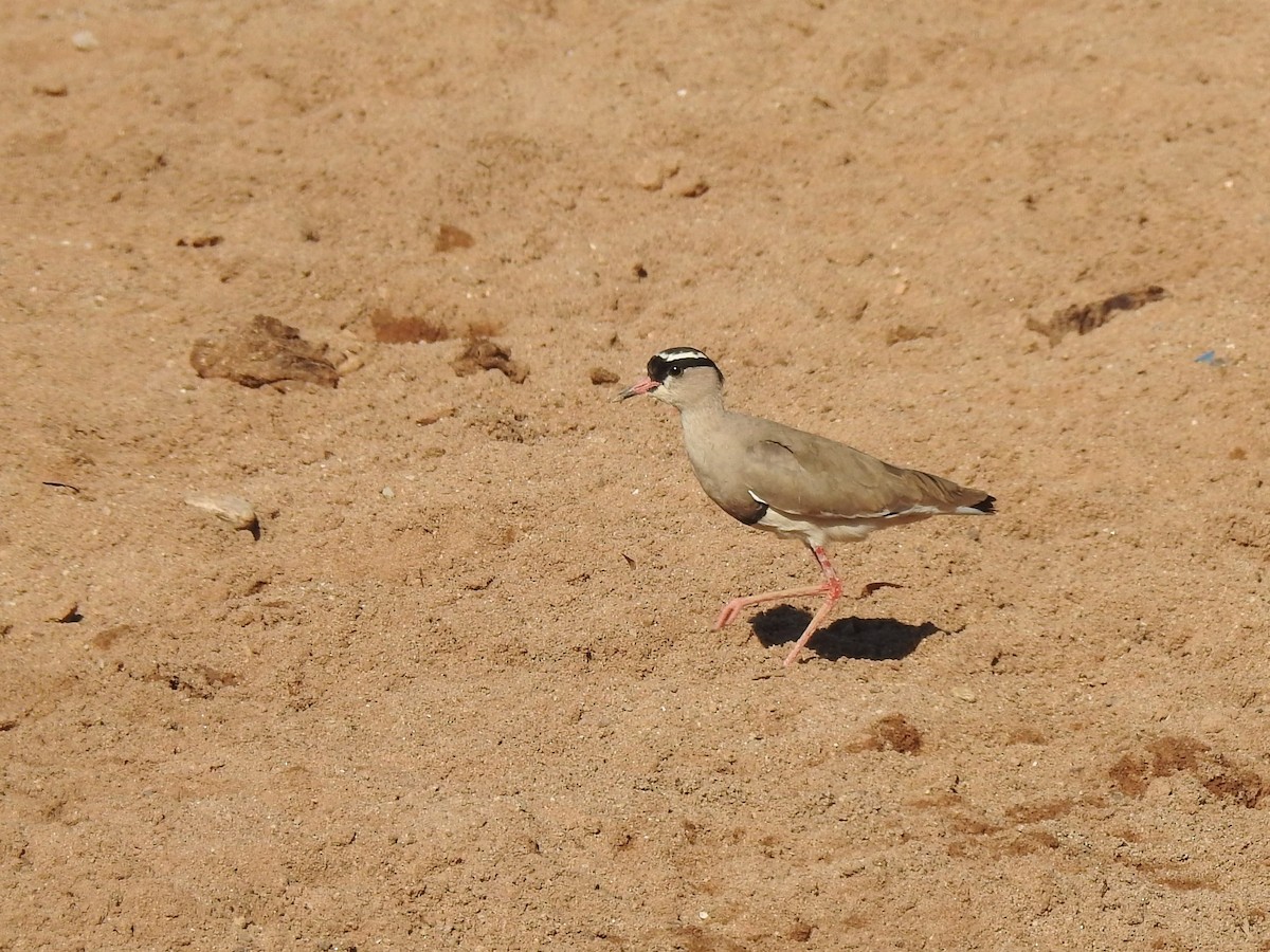 Crowned Lapwing - ML130034571