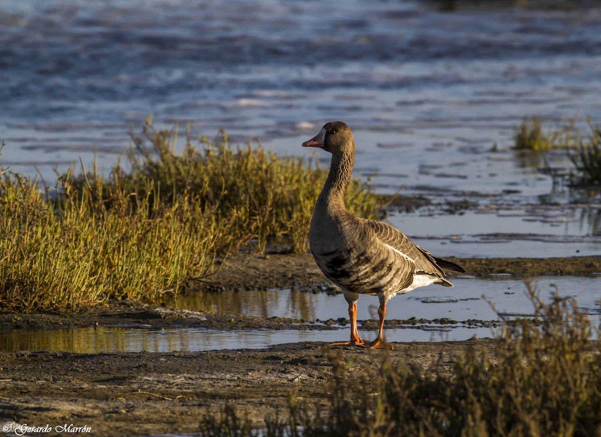 Greater White-fronted Goose - ML130035621