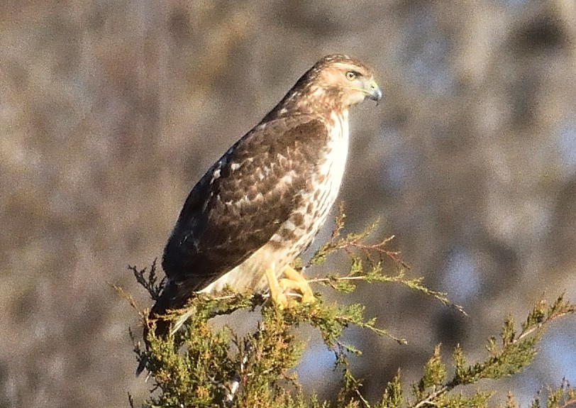 Red-tailed Hawk - ML130035641