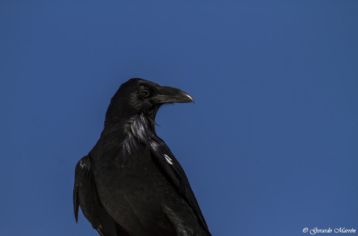 Common Raven - ML130035651