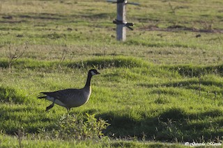 Cackling Goose (Aleutian), ML130037091