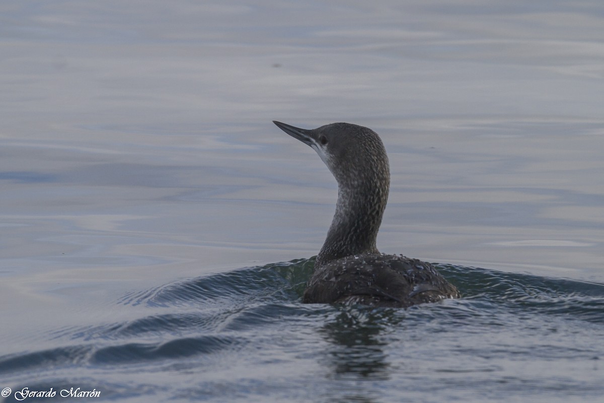 Red-throated Loon - ML130038311